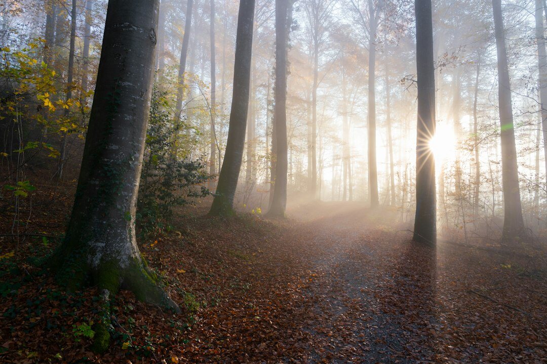 forest path at dawn